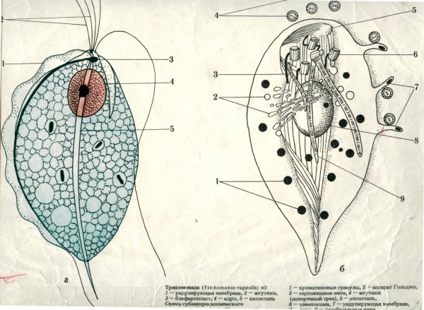 Жгутиковые аксостиль