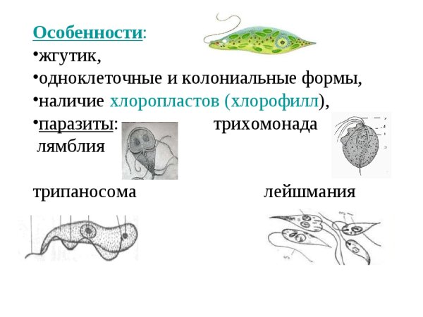 Особенности строения жгутиконосцев