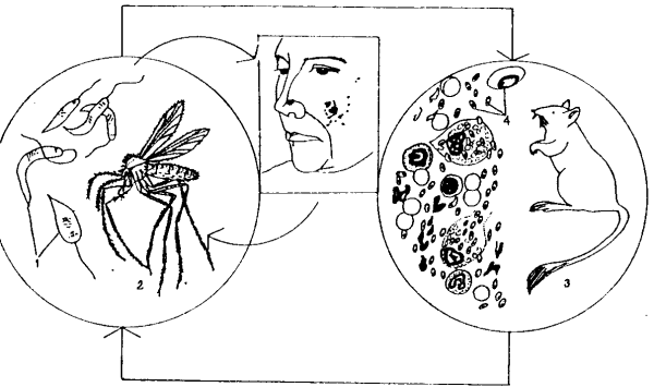 Leishmania Tropica цикл