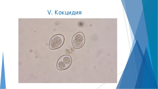 Паразитические простейшие кокцидии