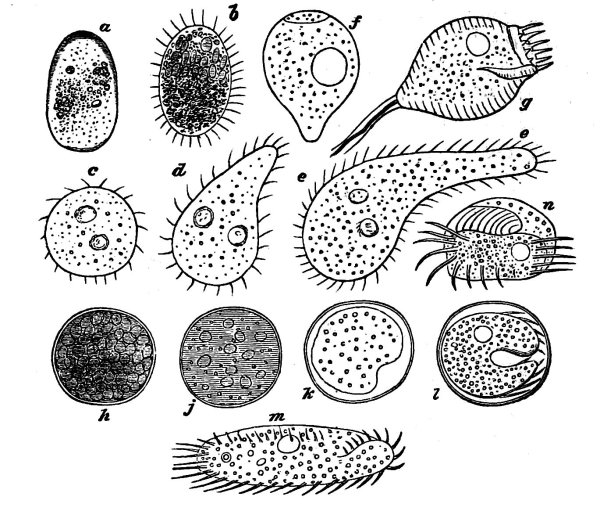 Инфузории паразиты