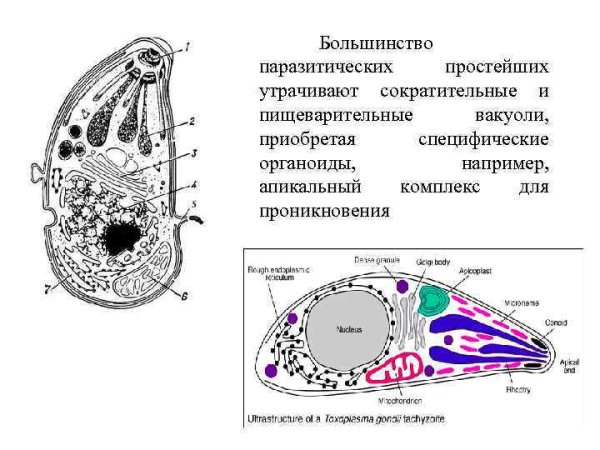 Сократительные и пищеварительные вакуоли