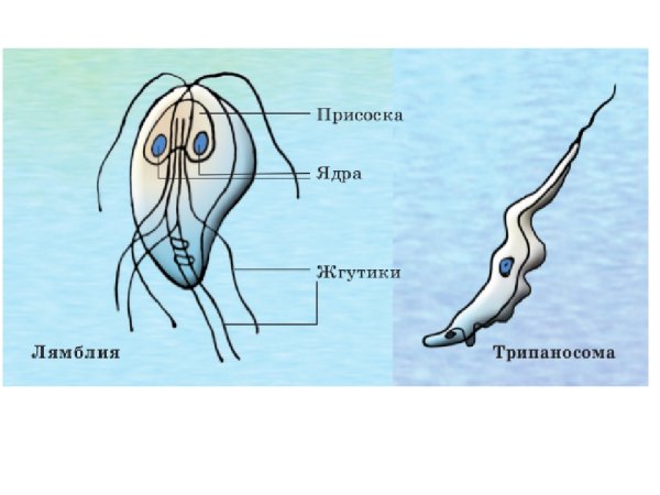 Класс жгутиковые лямблии