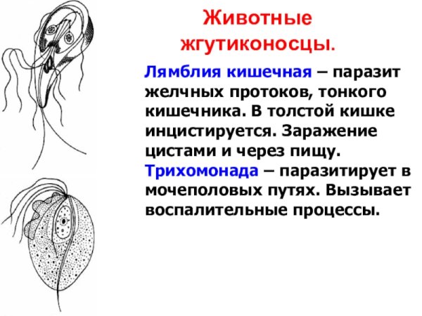 Трихомонада жгутиконосец