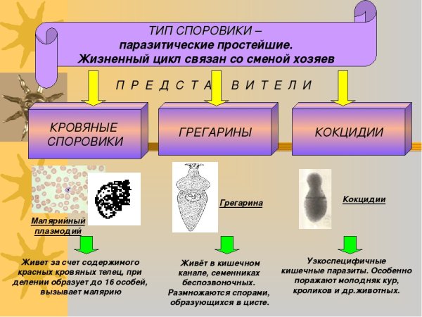 Паразитические представители типа Споровики
