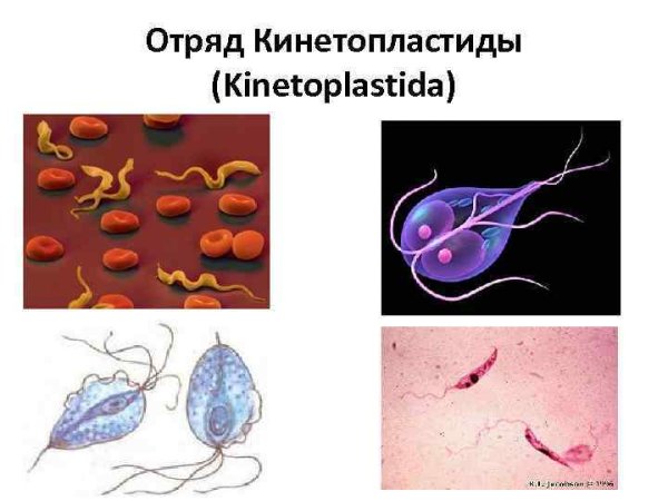 Кинетопластиды кинетопласт