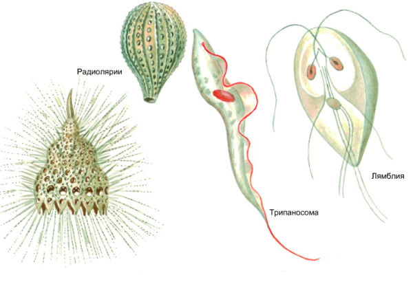 Трипаносома, лямблия, трихомонада