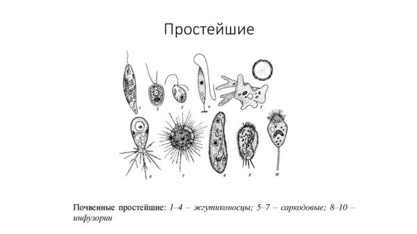 Жгутиковые инфузории Сарк