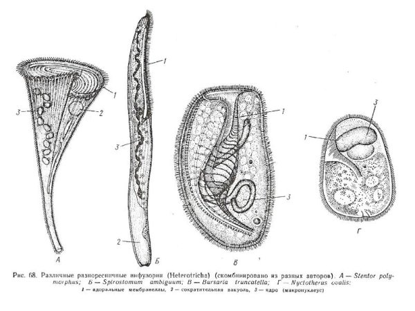 Тип инфузории Ресничные