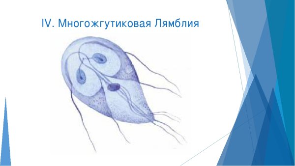 Жгутиконосец лямблия