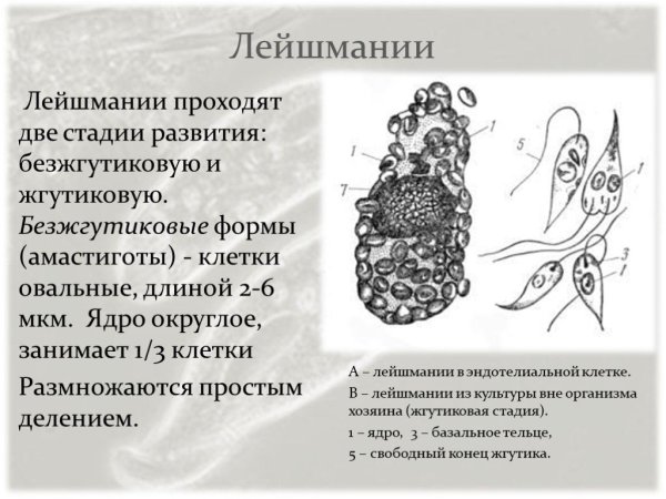 Лейшмании строение амастигота