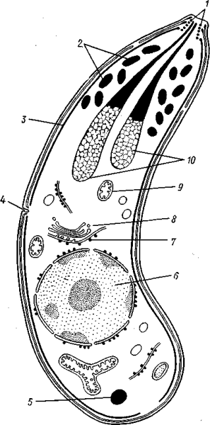 Кокцидии класс Споровики