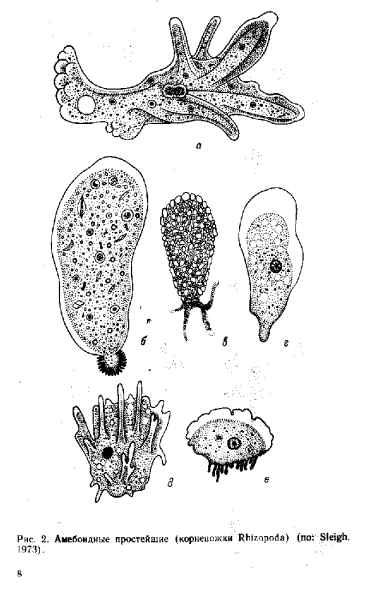 Корненожки паразиты