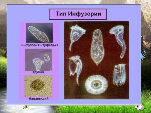 Тип инфузории представители
