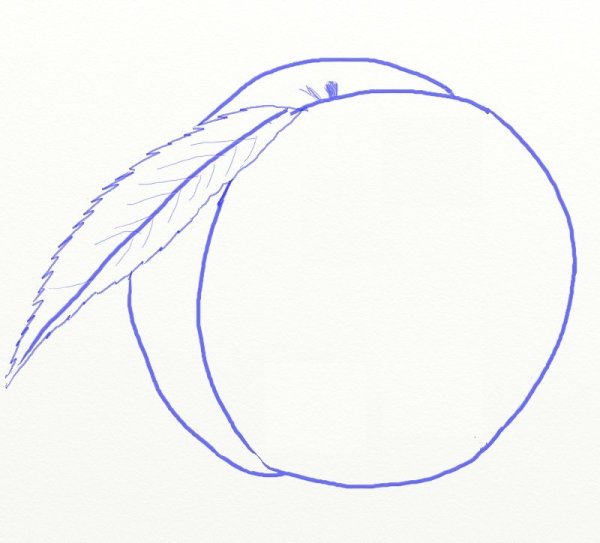 Персик карандашом