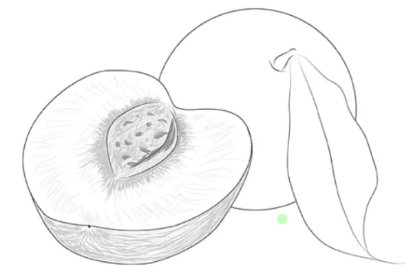 Персик рисунок карандашом