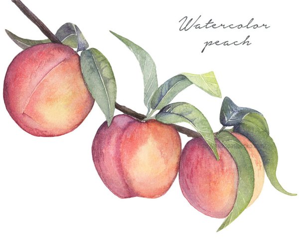 Акварельные фрукты и ягоды