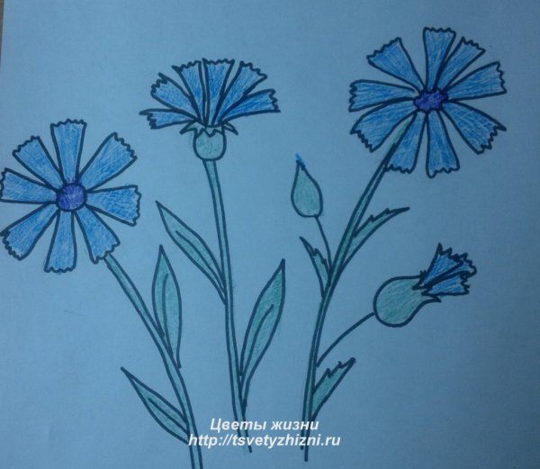 Рисование Васильков
