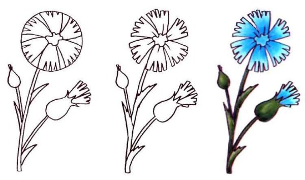 Поэтапное рисование василька