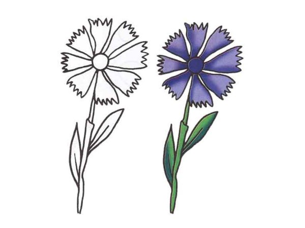 Рисование василька