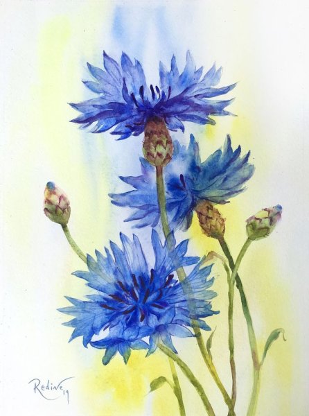 Рисование Василек