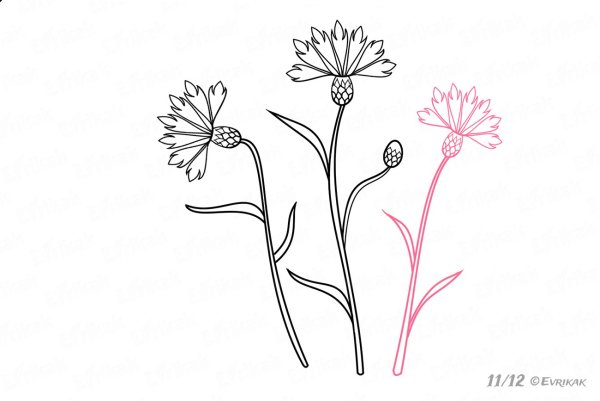 Василек рисунок карандашом