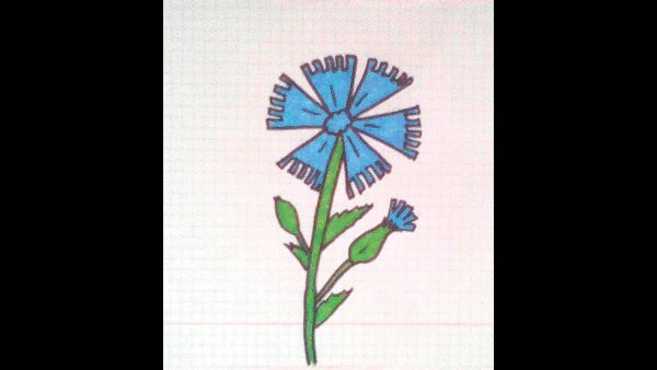 Легкий рисунок василька