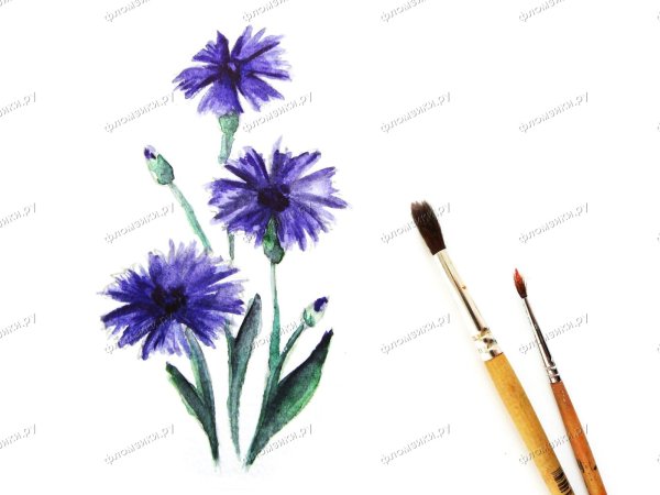 Рисование в старшей группе карандашами васильки