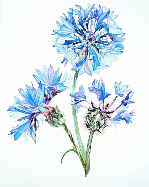 Васильки акварелью