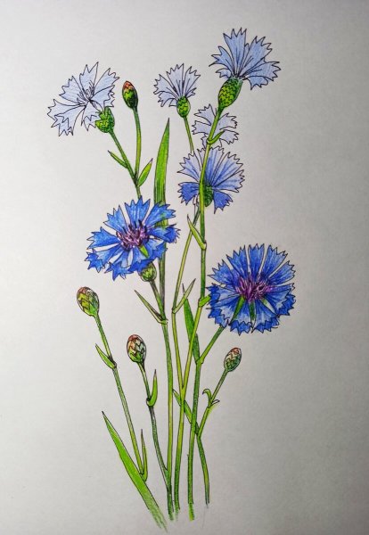 Рисование василька