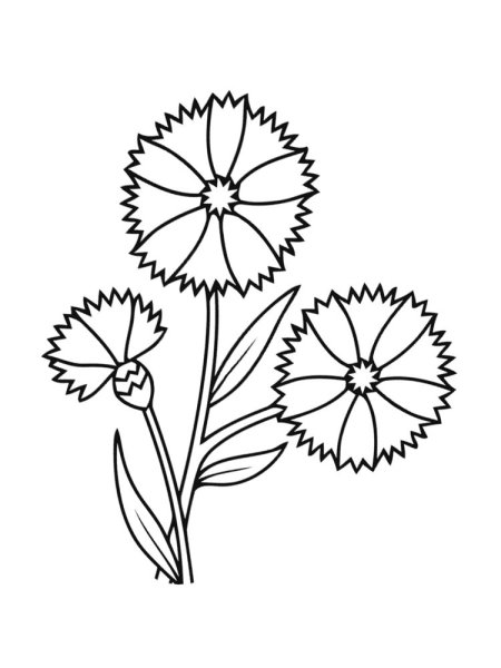 Васильки раскраска для детей