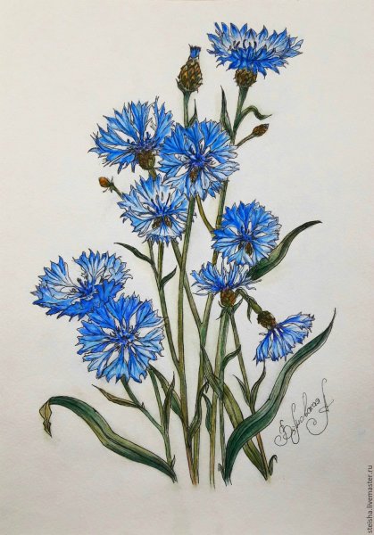 Василек Шитихин