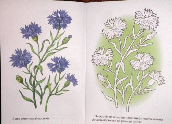 Васильки рисунок карандашом