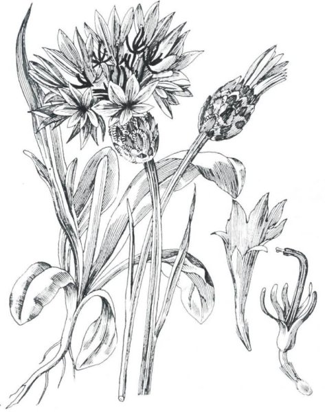 Наброски растений