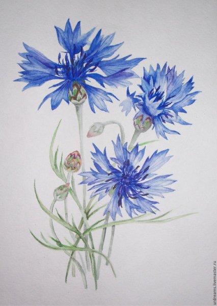 Нарисовать цветок Василек