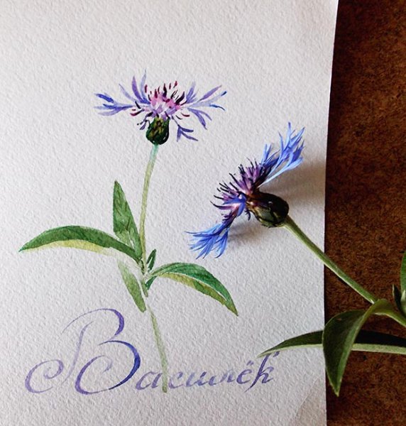 Василек цветными карандашами