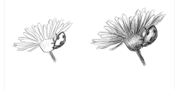 Полевые цветы карандашом пошагово