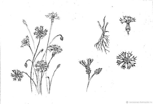 Василек карандашом