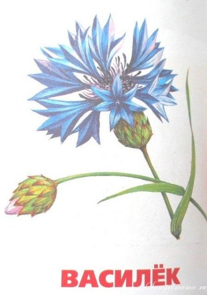 Василек для детей