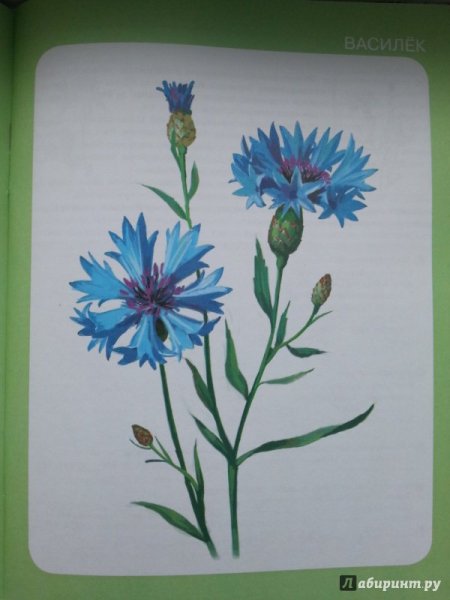 Нарисовать Василек