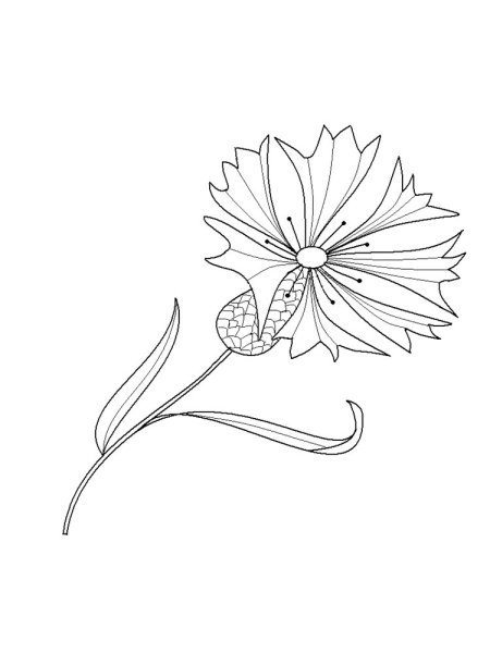 Раскраска Василек цветок