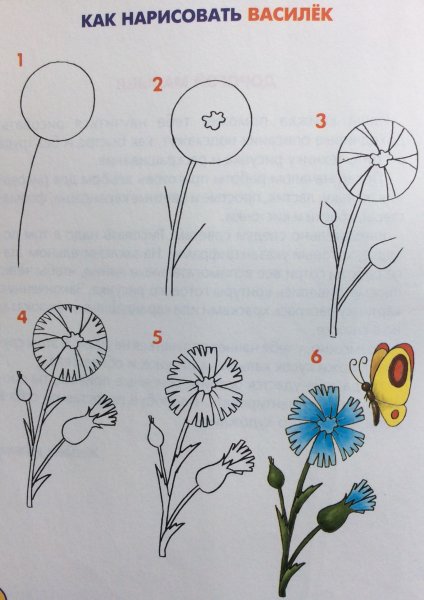 Как рисовать васильки
