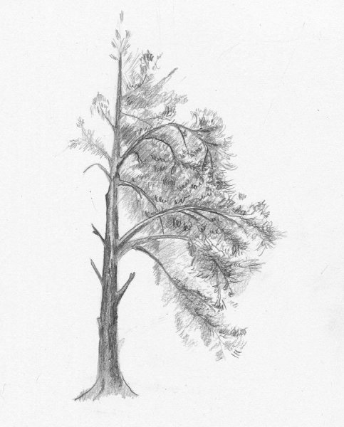 Сосна карандашом