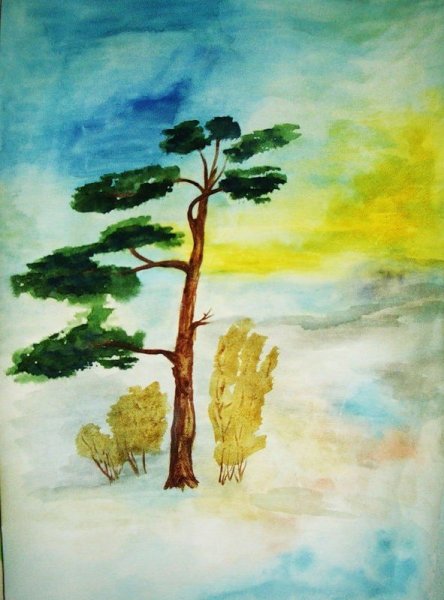 Сосна гуашью
