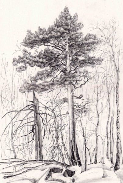 Сосна в графике