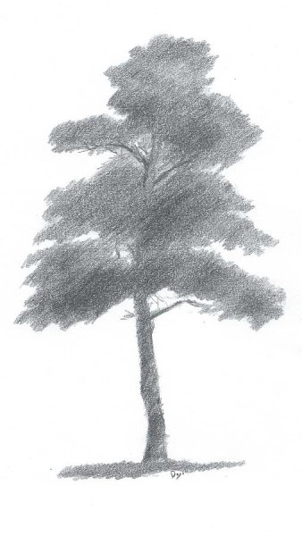 Сосна карандашом