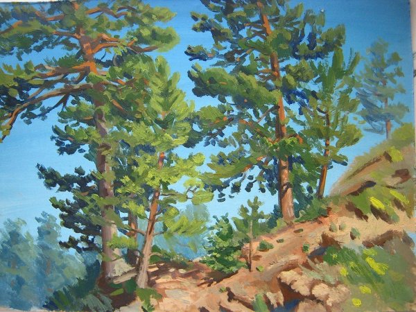 Суриков сосна