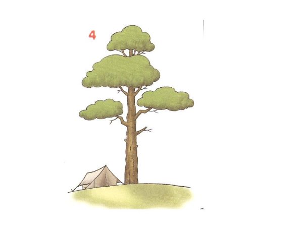 Нарисовать сосну