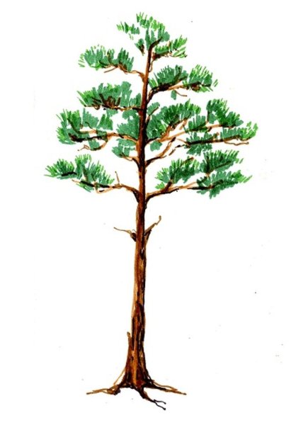 Сосна для детей