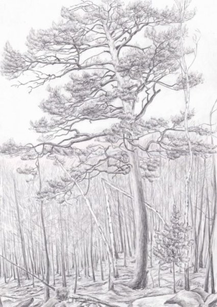 Сосна набросок